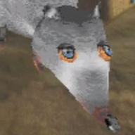 Sewer Rat