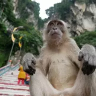 Buck Broken Chimp