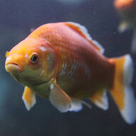 Silver Carp