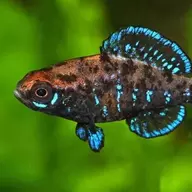 Fishfag