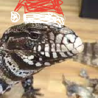 DumbFagLizard