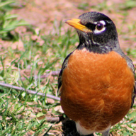 A Robin