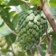 Atemoya