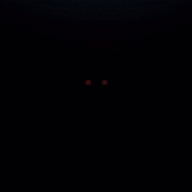 Cool Dog Returns
