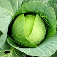 a great big cabbage