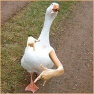 Cobra_Chicken