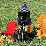 Dubya's Cat