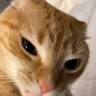 orange cat