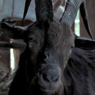 escapegoat