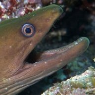 barefoot eel