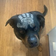 Lurker Child