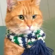 Peaches the Wonder Cat