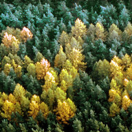 Based Trees