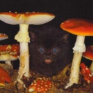 Mushroom Kitty