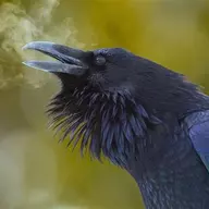 corvuscorax