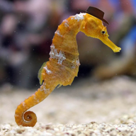 Invertebrate Horse
