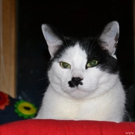 Adolf Kitler