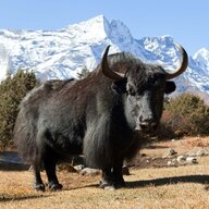 Bossman Yak
