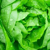 wetlettuce