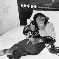 Mister_Chimp11