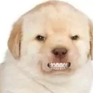 WorryDog