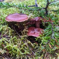 fungus on wood