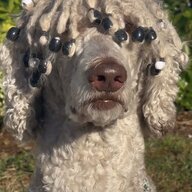 Fading puppy syndrome