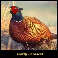 LowlyPheasent