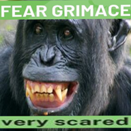 CHIMP FEAR