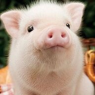 Swine Schwein