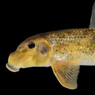 Northern Hogsucker