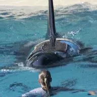 Tilikum