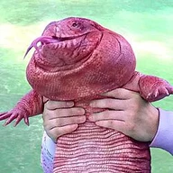 Tegu