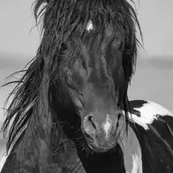 Bucephalus