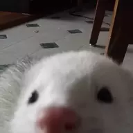 ferretfriday