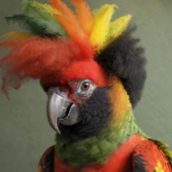 Squawk Sankofa