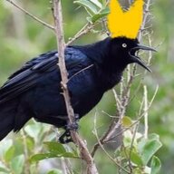 LordGrackle