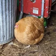 Poultry
