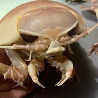TheIsopod