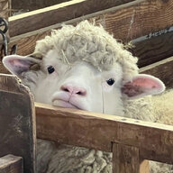 littlelamb