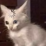 Bemused Cat