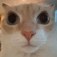 CheezedBingus