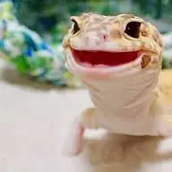 Consider the Lizards
