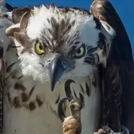 Feathered Fiend