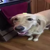 FarmerGoobert