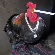 NoCockatrice