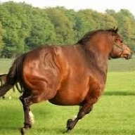 A Gunt with no name