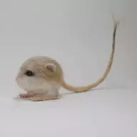 SweetieMouse