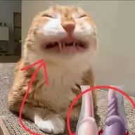mr. testicular torsion