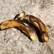 Rotting Bananas